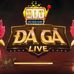 Giới thiệu về đá gà trực tiếp Thomo tại Hitclub