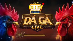 Giới thiệu về đá gà trực tiếp Thomo tại Hitclub